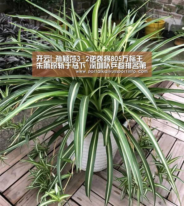开云|
孙颖莎3-2逆袭将805万标王朱雨玲斩于马下 深圳队乒超排名第一(图3) 开云|
孙颖莎3-2逆袭将805万标王朱雨玲斩于马下 深圳队乒超排名第一(图3)